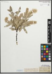Foto von Salix glaucosericea Flod.